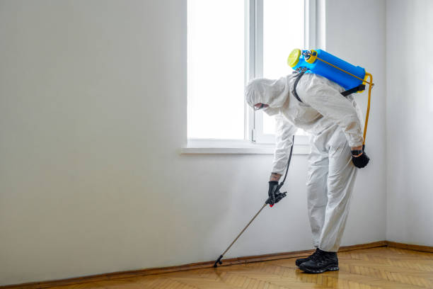 Best Local Pest Control Services  in Buena Vista, CO
