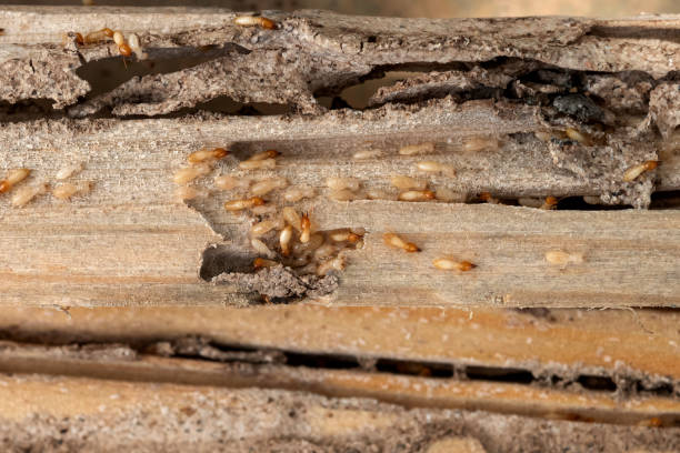 Best Affordable Pest Control Services  in Buena Vista, CO